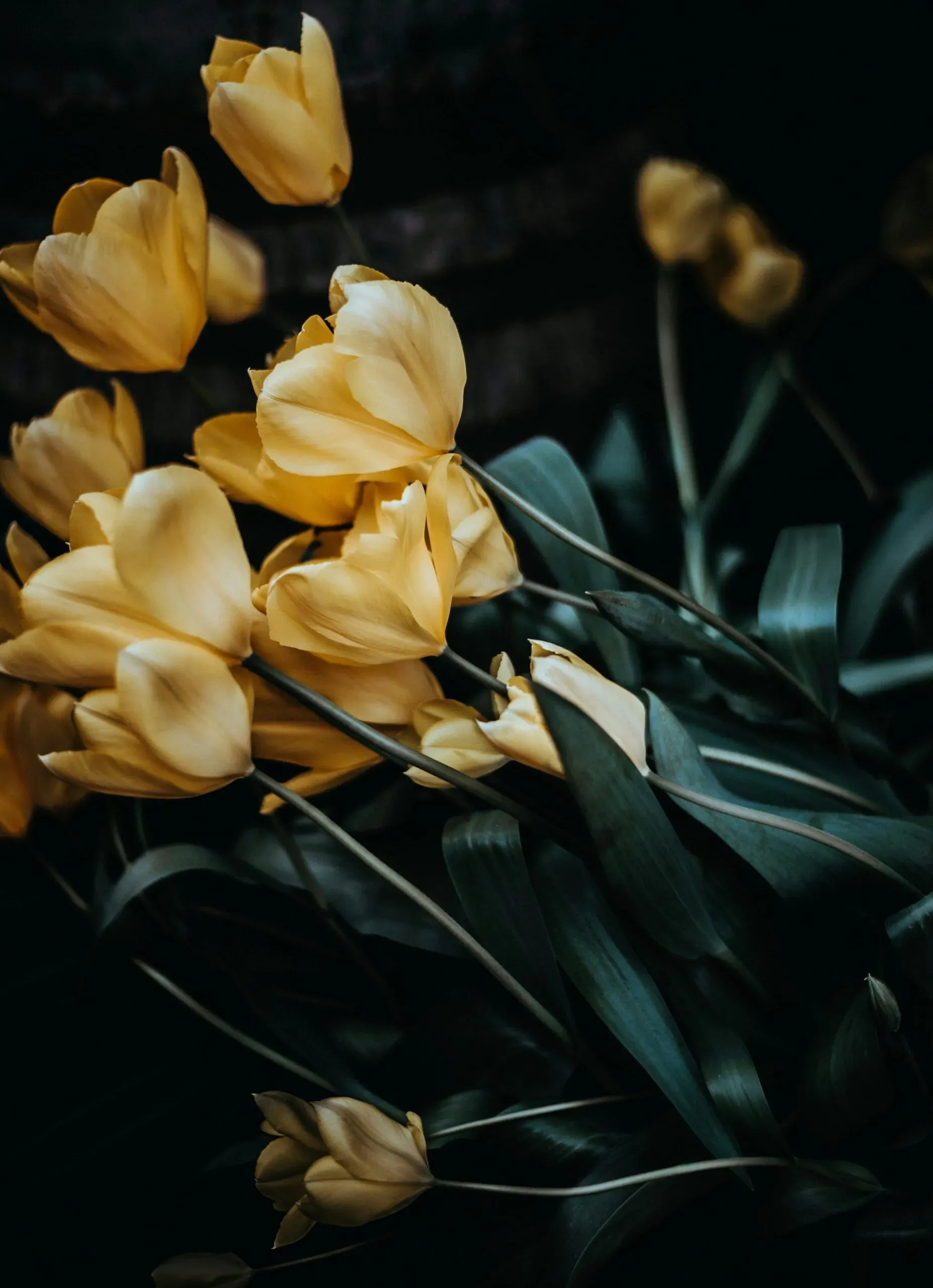 Gros plan sur un bouquet de tulipes jaunes à la texture soyeuse sur fond sombre.