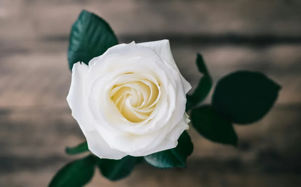 Gros plan aérien d'une rose blanche parfaite sur fond en bois flou.